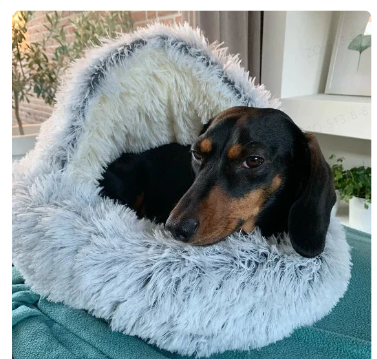 2-in1 Pet Bed - Image26755379232862
